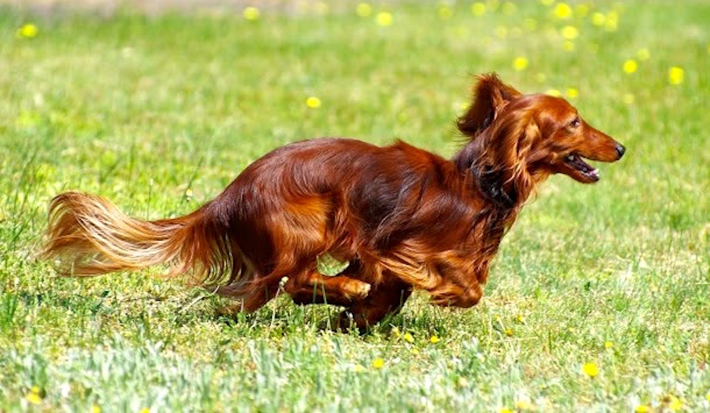 Jamnik króliczy długowłosy - umaszczenie