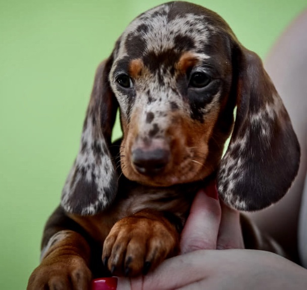 Jamnik króliczy krótkowłosy - pielęgnacja