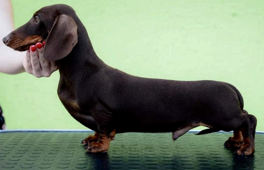 Jamnik króliczy krótkowłosy - żywienie