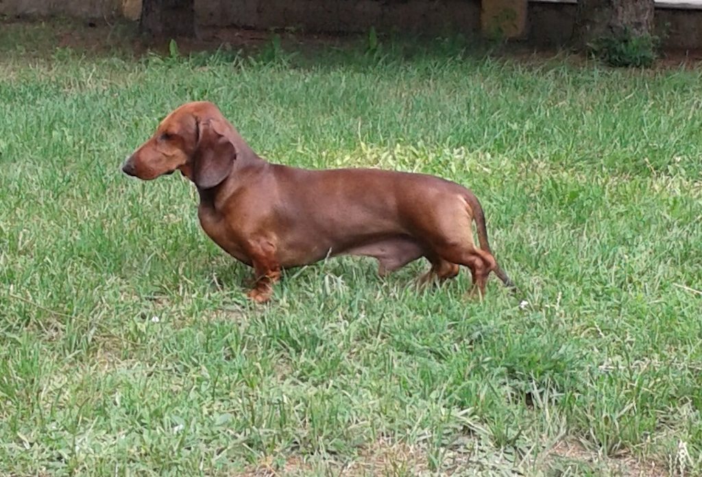 Jamnik krótkowłosy - charakter