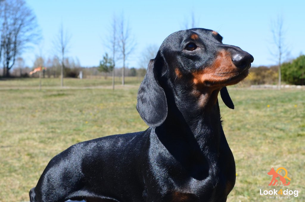 Jamnik krótkowłosy - charakter