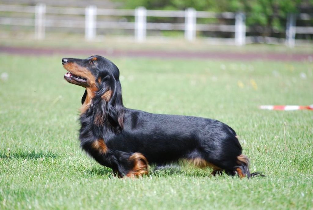 Jamnik miniaturowy długowłosy - pielęgnacja