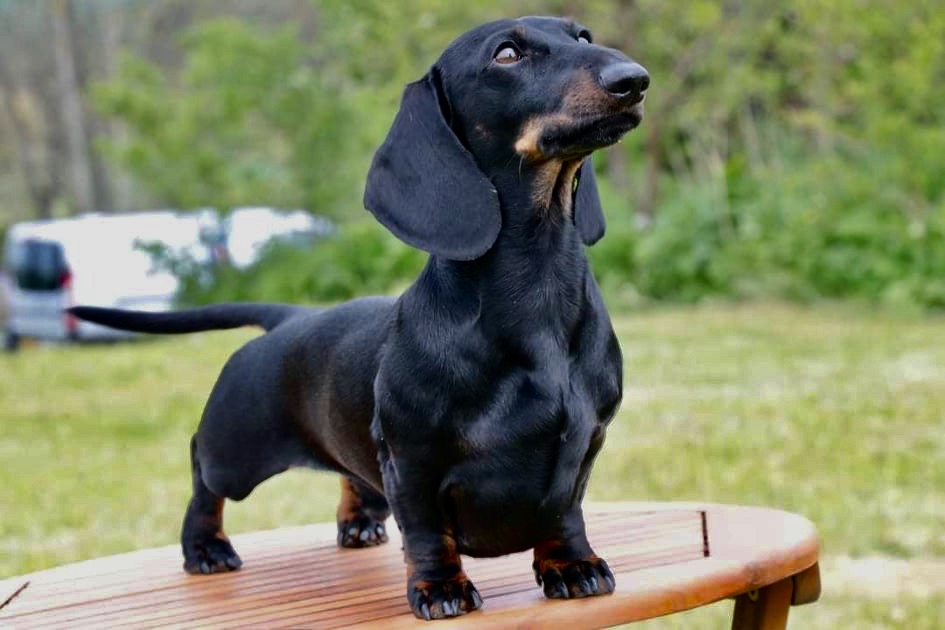 Jamnik miniaturowy krótkowłosy - choroby