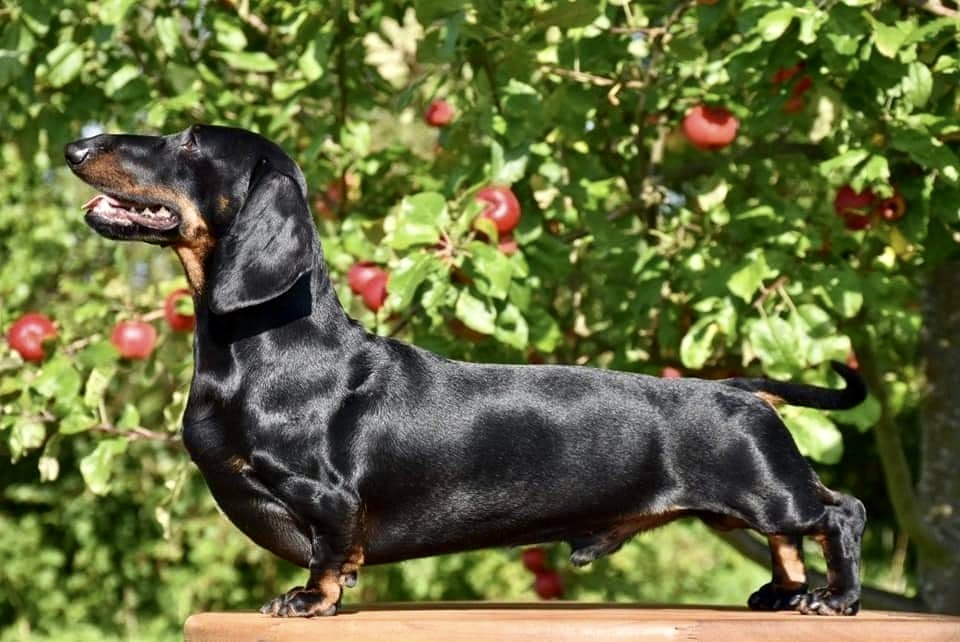 Jamnik miniaturowy krótkowłosy - pielęgnacja