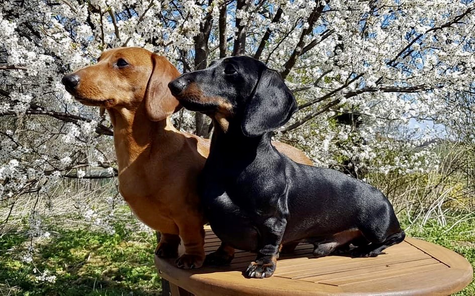 Jamnik miniaturowy krótkowłosy - umaszczenie