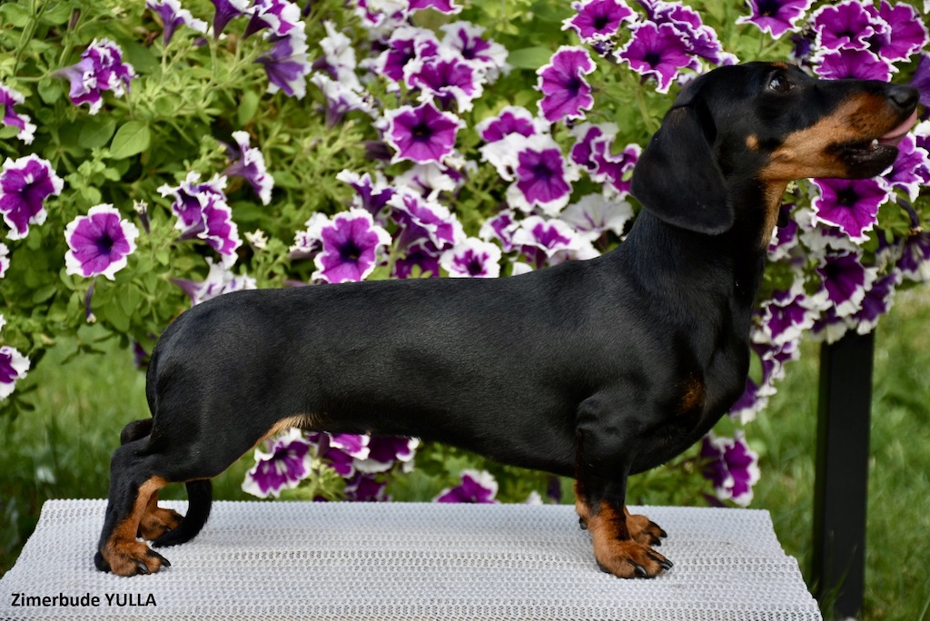 Jamnik miniaturowy krótkowłosy - żywienie