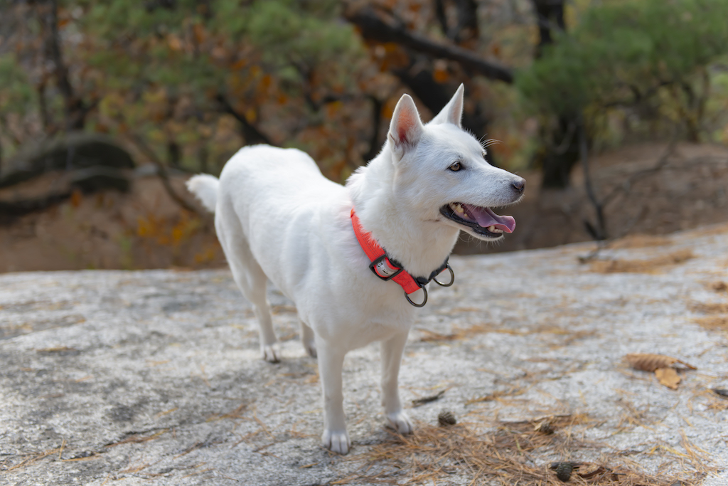 Korea jindo dog - charakter