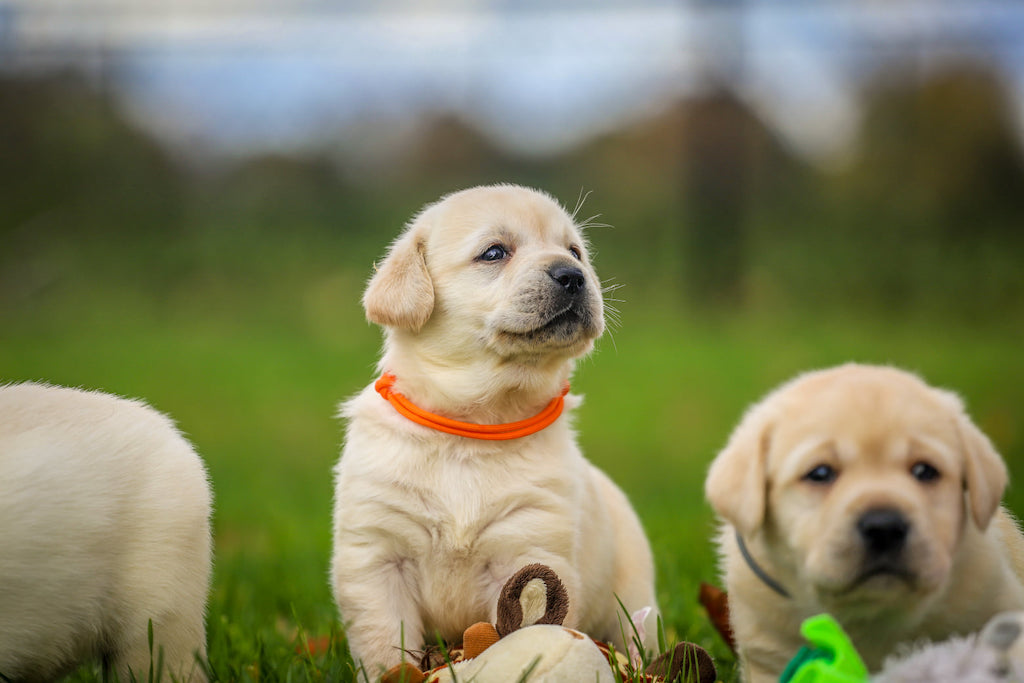 Labrador retriever - charakter