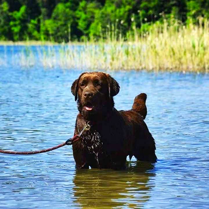 Labrador retriever - pielęgnacja