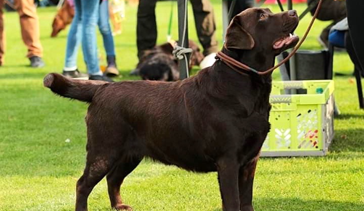 Labrador retriever - umaszczenie