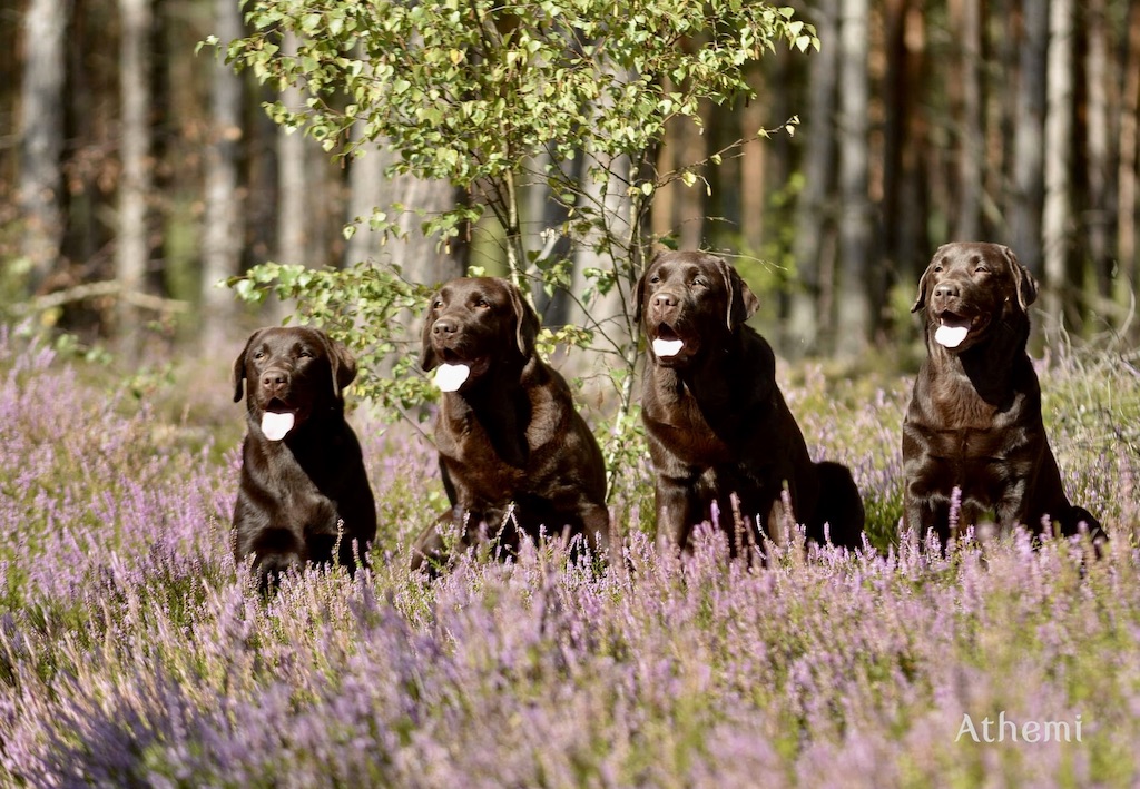 Labrador retriever - żywienie
