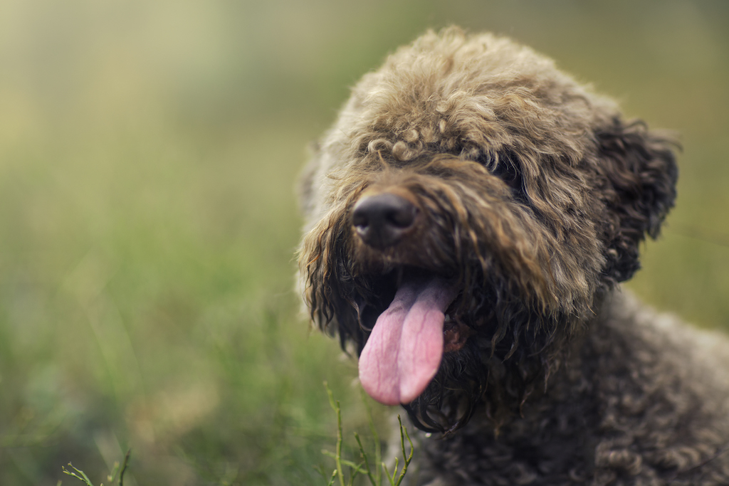 Lagotto romagnolo - charakter
