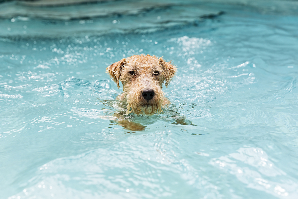 Lakeland terrier - charakter