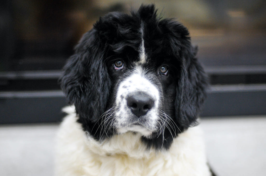 Landseer (typ europejsko-kontynentalny) - charakter, hodowla