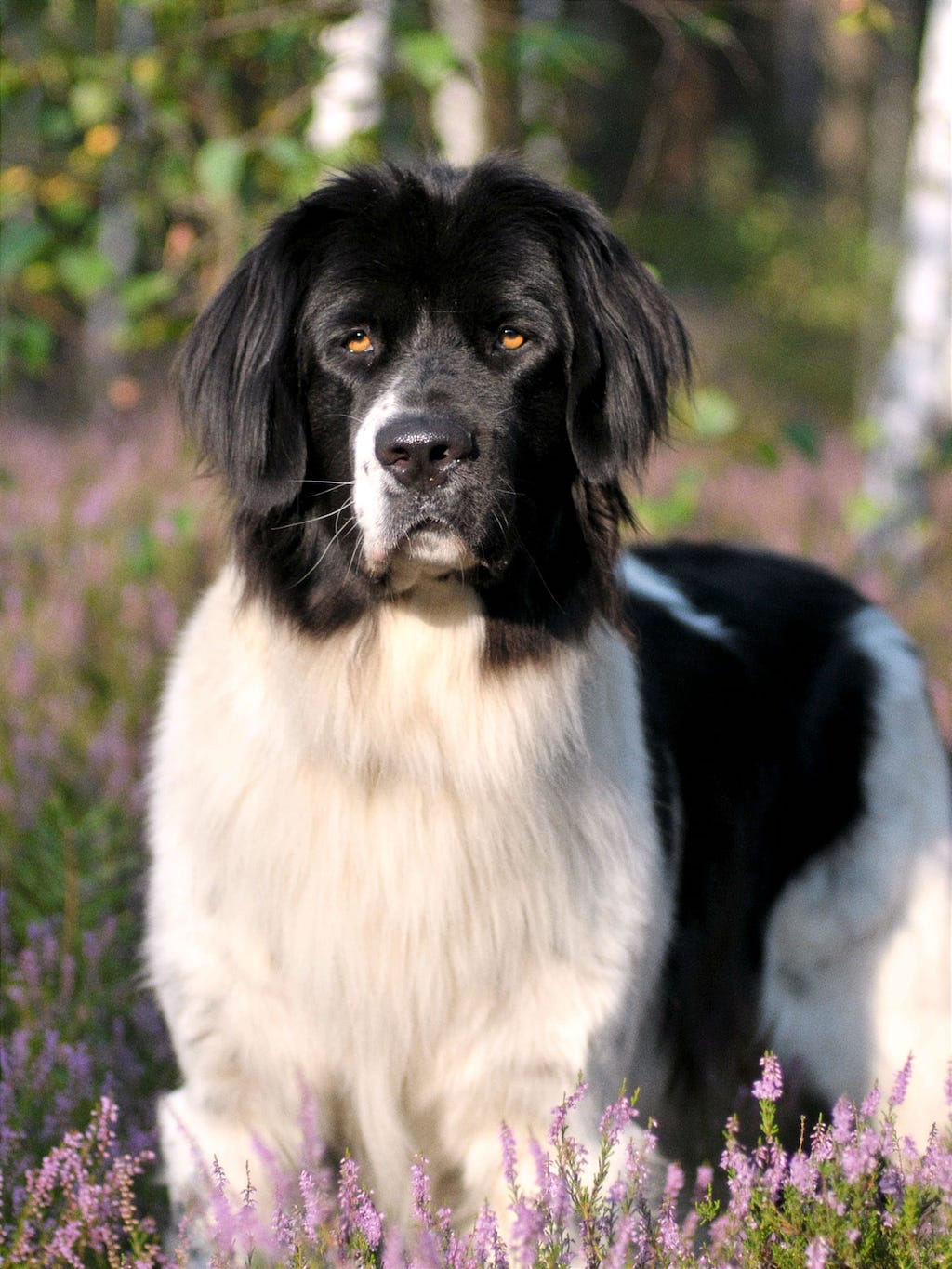 Landseer (typ europejsko-kontynentalny) - pielęgnacja