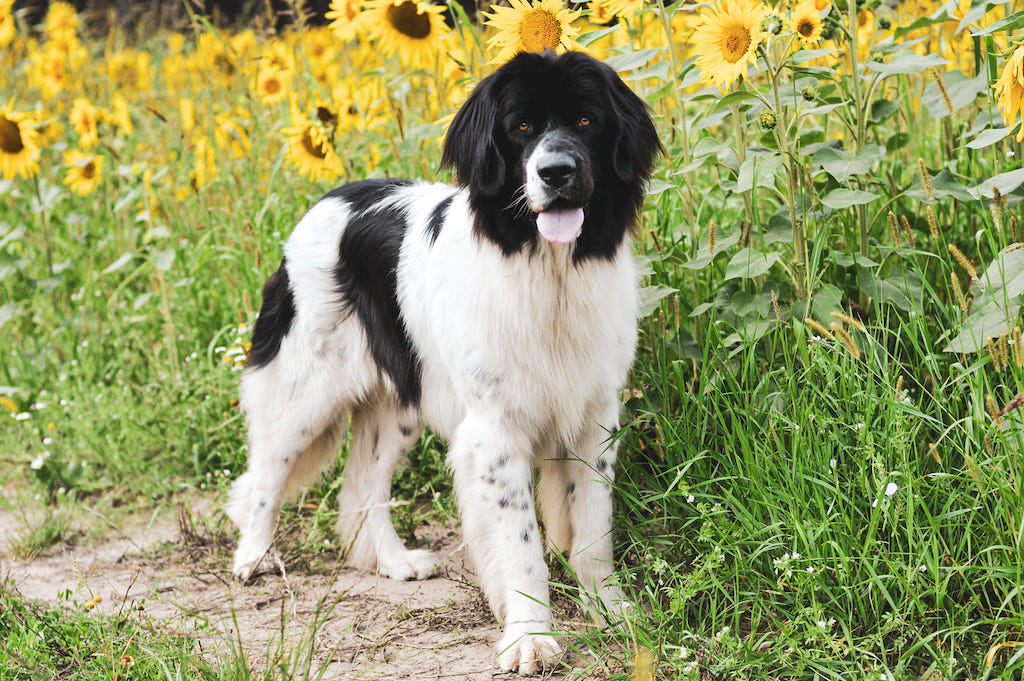 Landseer (typ europejsko-kontynentalny) - żywienie