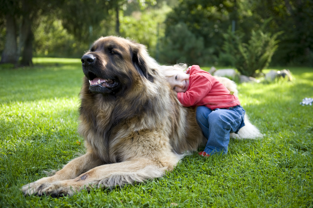 Leonberger - charakter