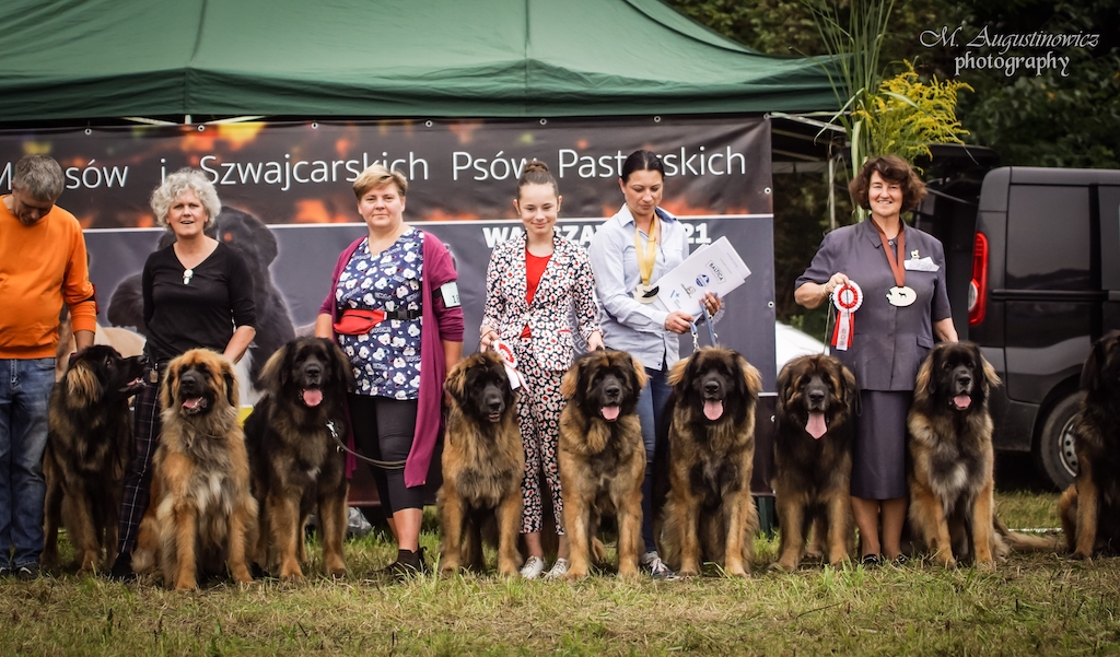 Leonberger - hodowla