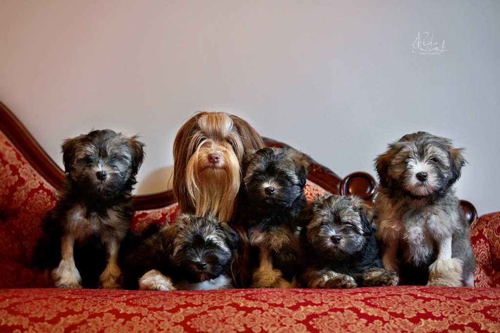 Lwi piesek (Lowchen) - charakter