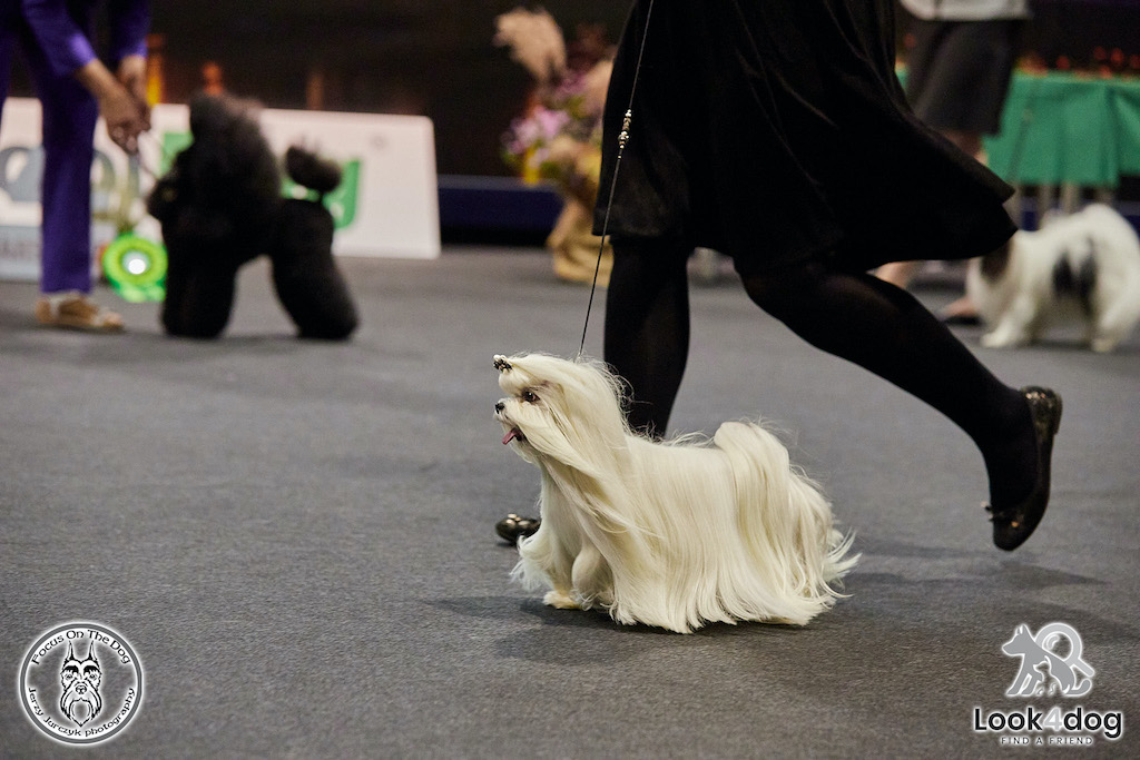 Maltańczyk -&nbsp;hodowla