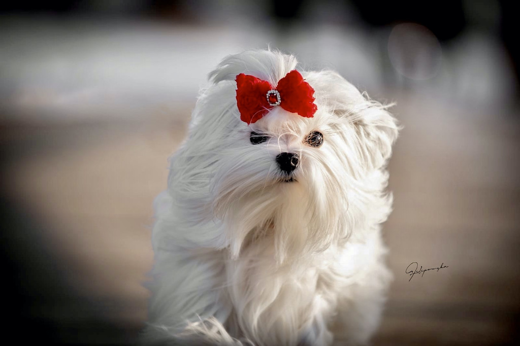 Maltańczyk - umaszczenie