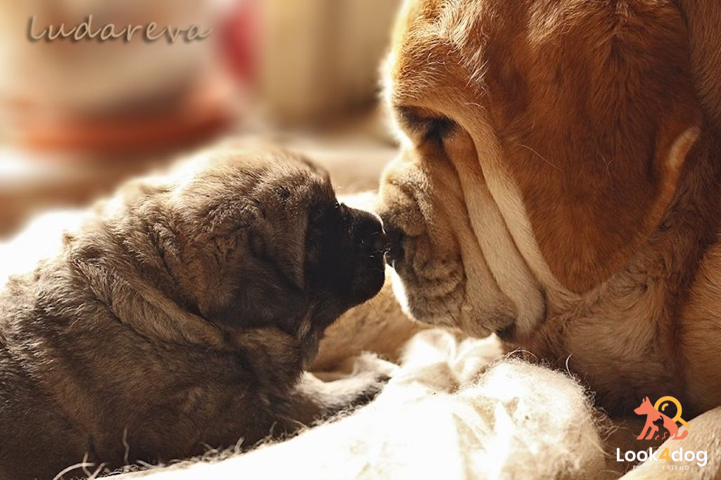 Mastif hiszpański - charakter