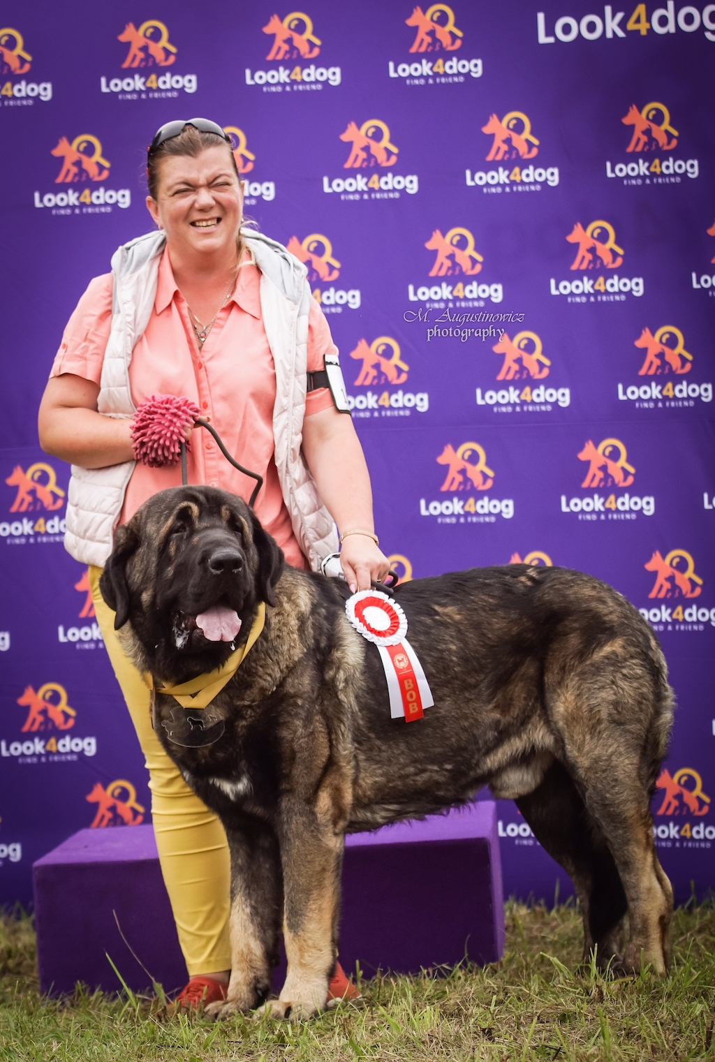 Mastif hiszpański - hodowla