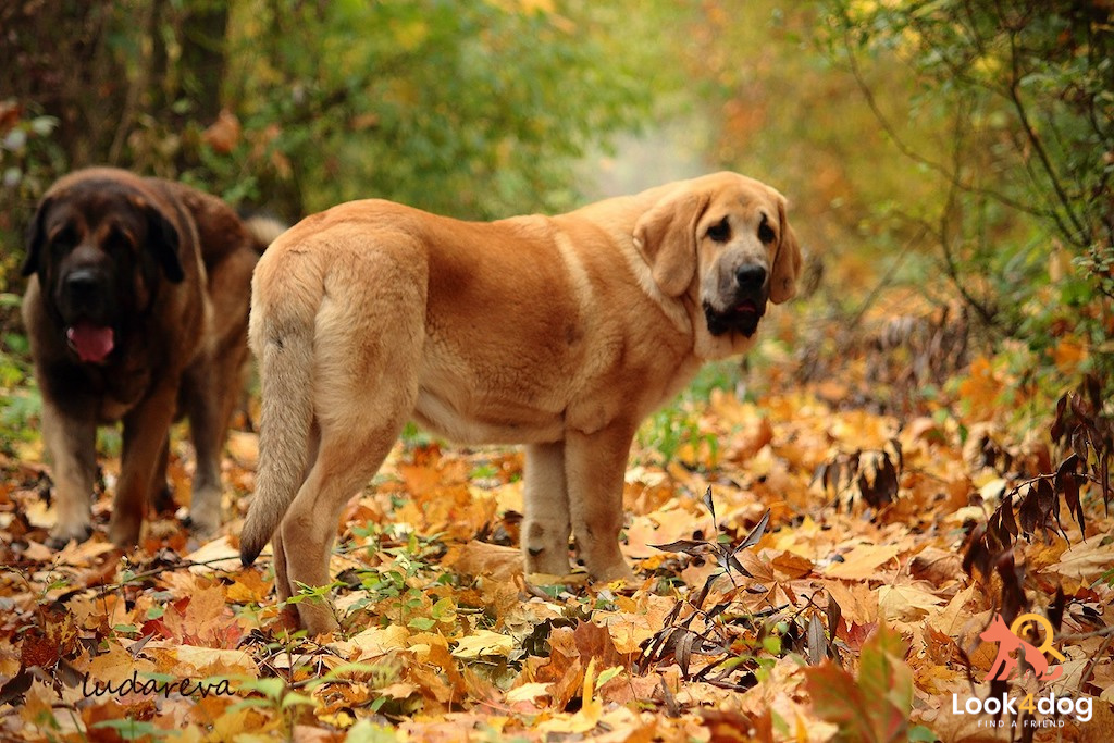 Mastif hiszpański - żywienie