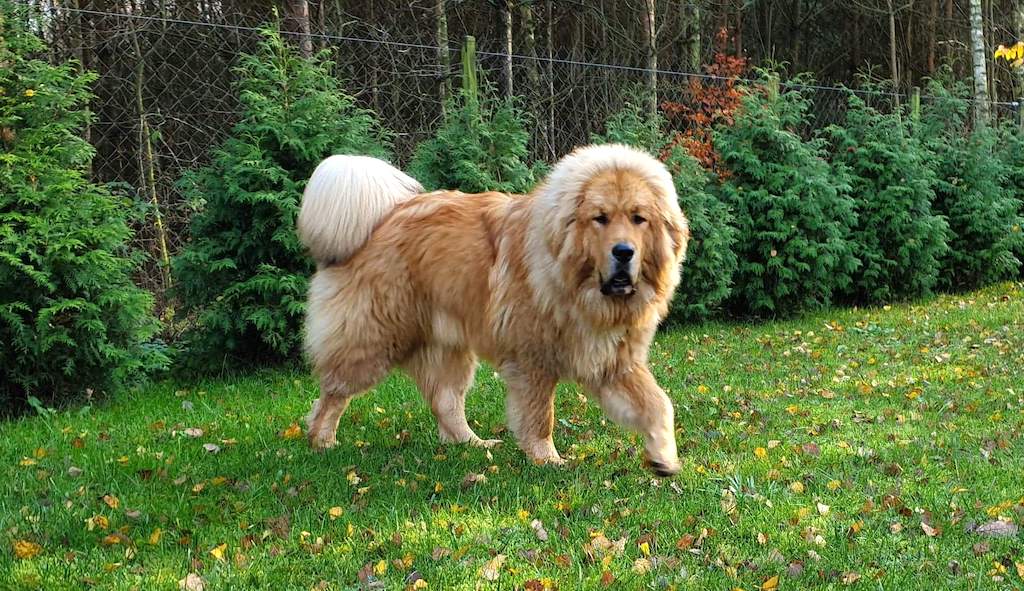 Mastif tybetański - charakter