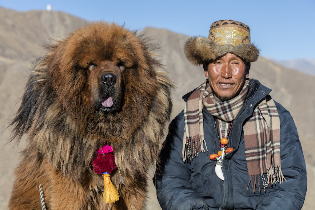 Mastif tybetański - choroby