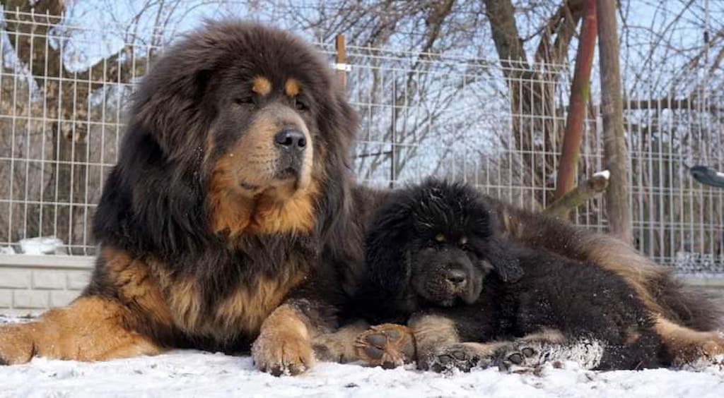 Mastif tybetański - hodowla