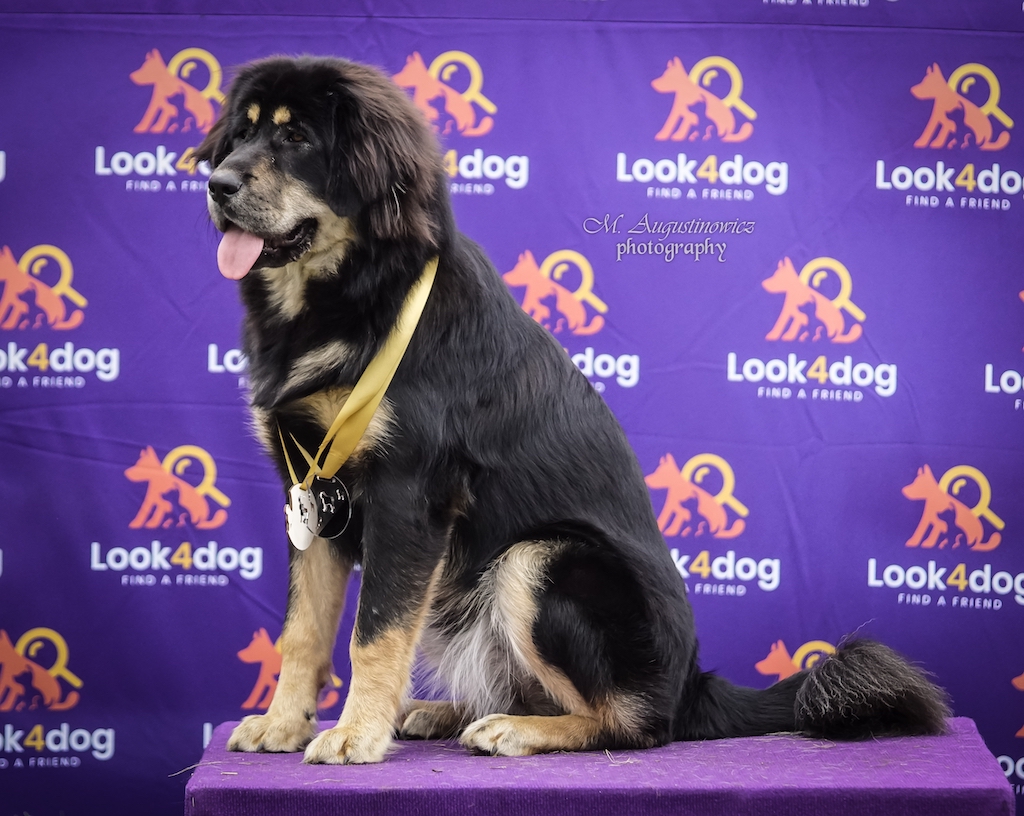 Mastif tybetański - hodowle