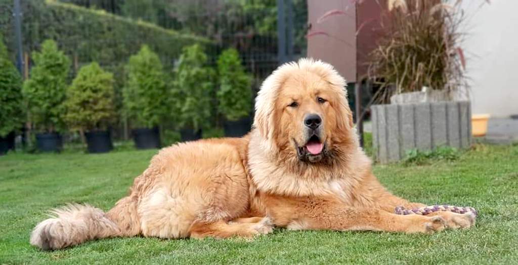 Mastif tybetański - pielęgnacja