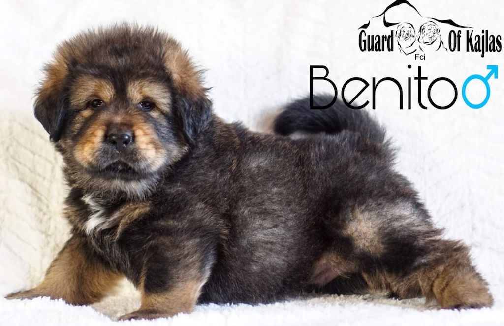 Mastif tybetański - szczeniaki