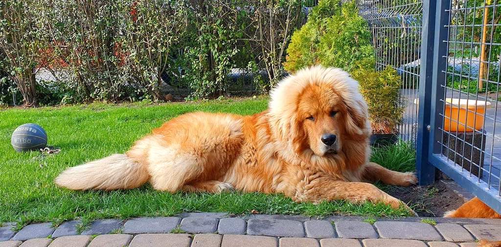 Mastif tybetański - umaszczenie