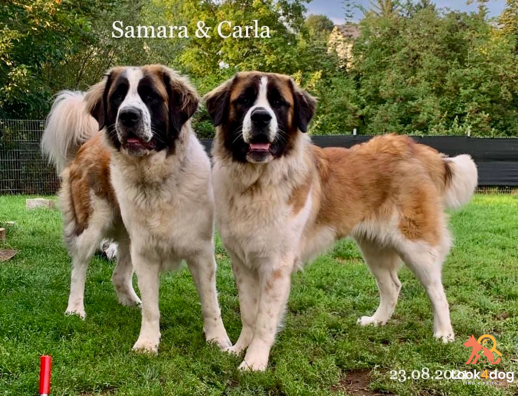 Moskiewski pies stróżujący - charakter