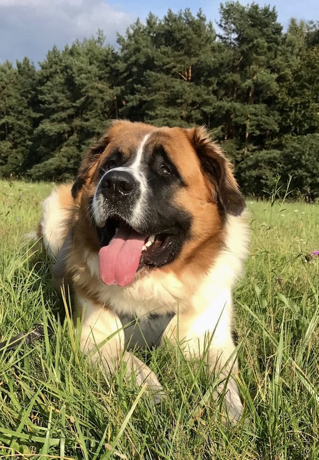 Moskiewski pies stróżujący - pielęgnacja