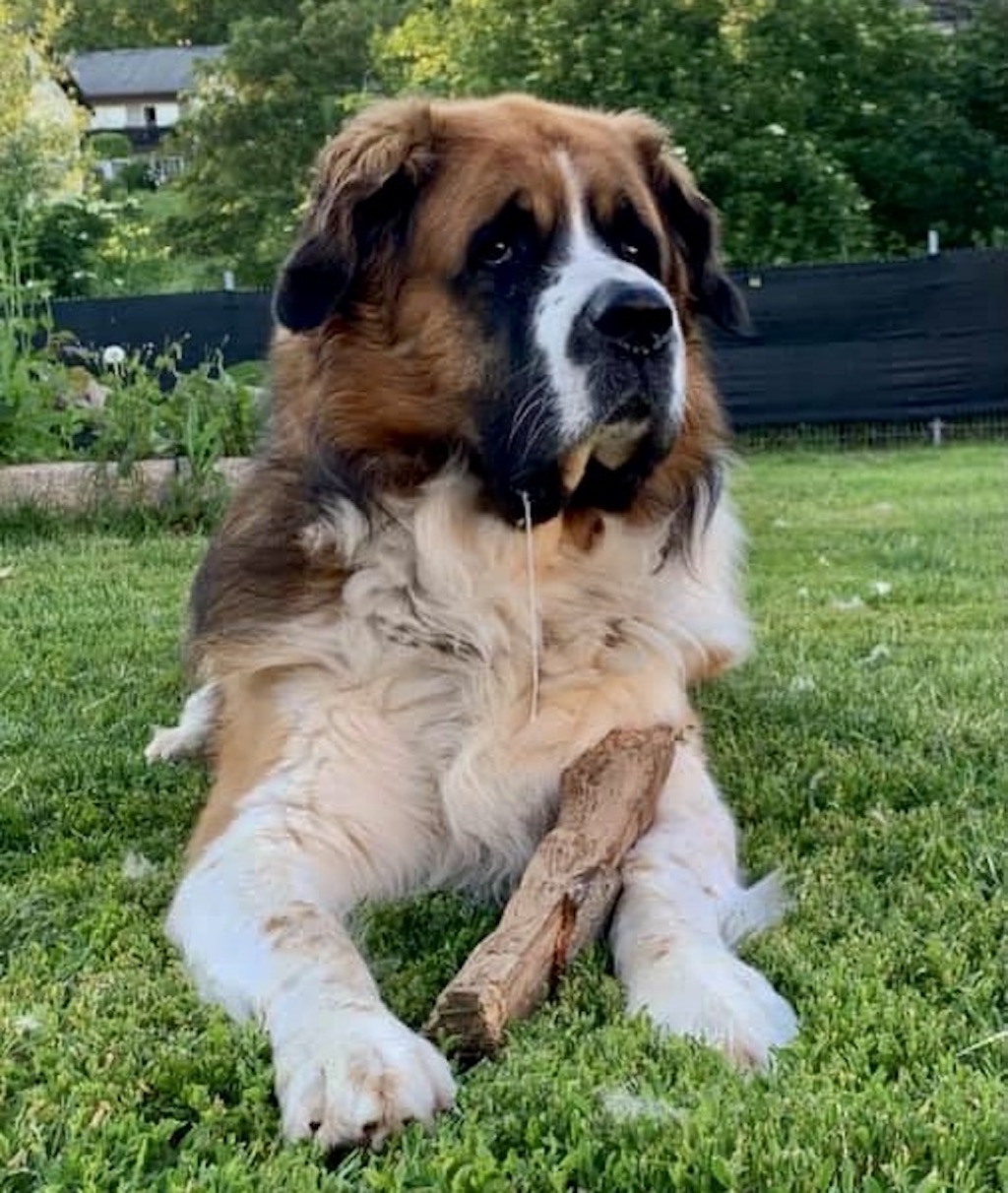 Moskiewski pies stróżujący - umaszczenie