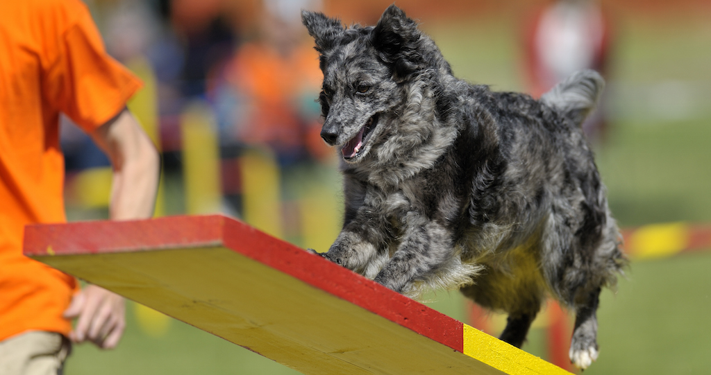 Mudi - Owczarek węgierski na wystawie biegnie po pochylni