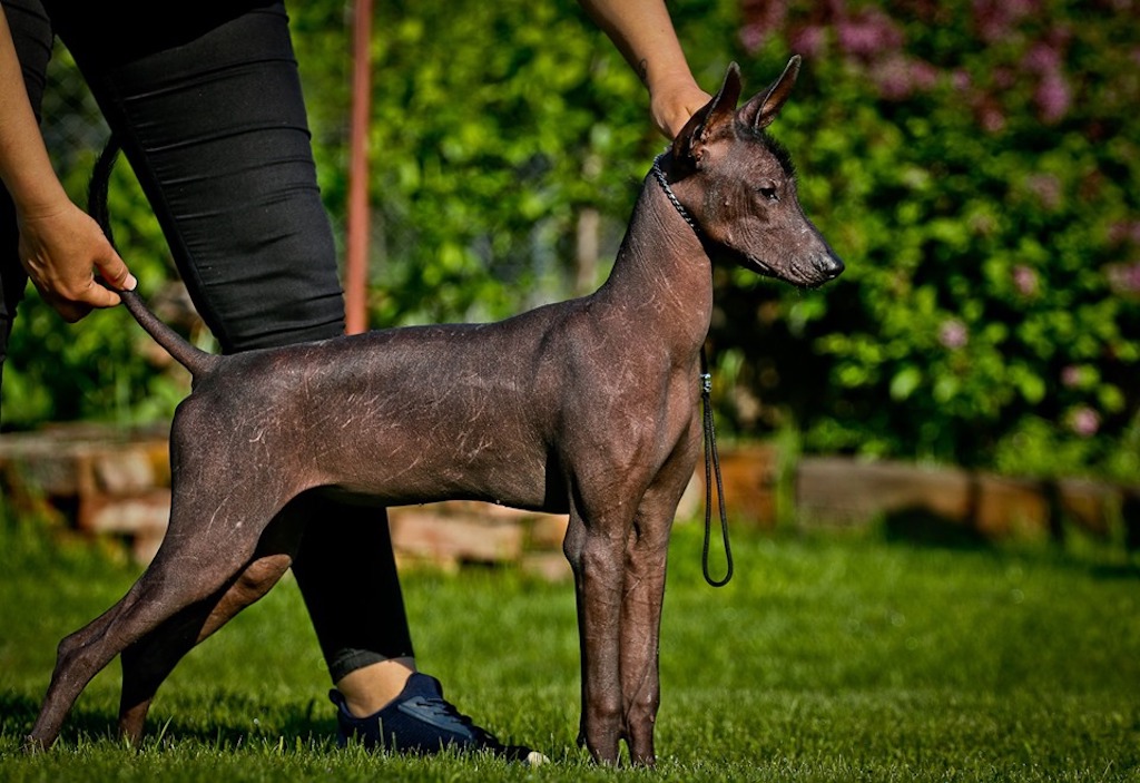 Nagi pies meksykański duży - charakter