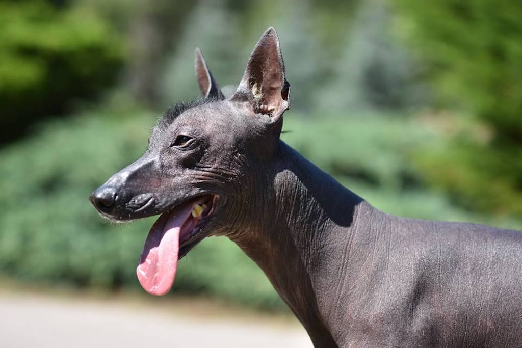 Nagi pies meksykański duży - umaszczenie