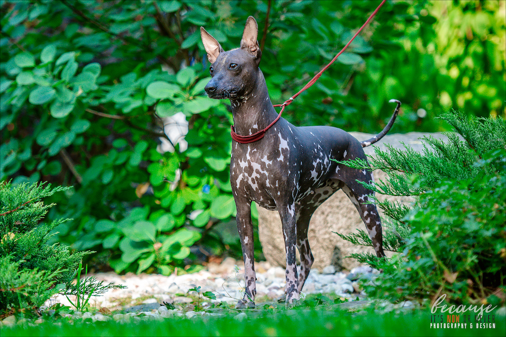 Nagi pies peruwiański średni - charakter