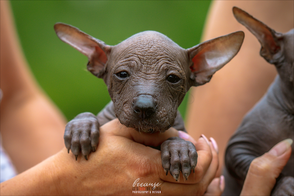 Nagi pies peruwiański średni - pielęgnacja