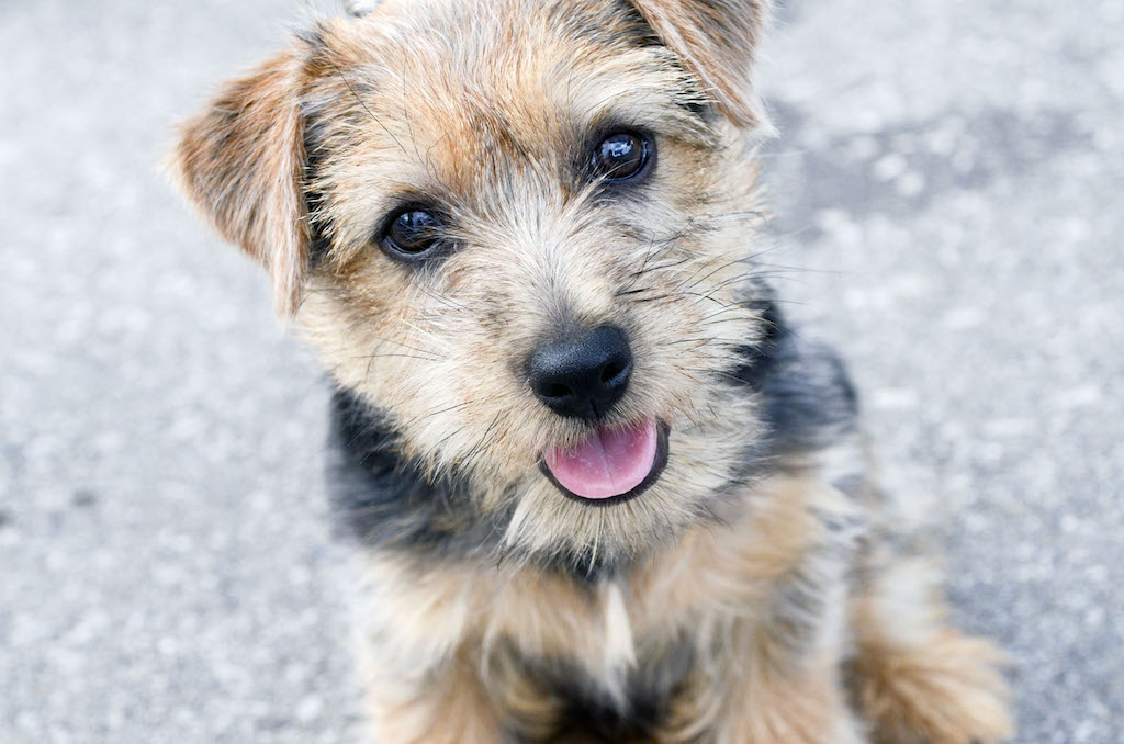 Norfolk terrier - charakter