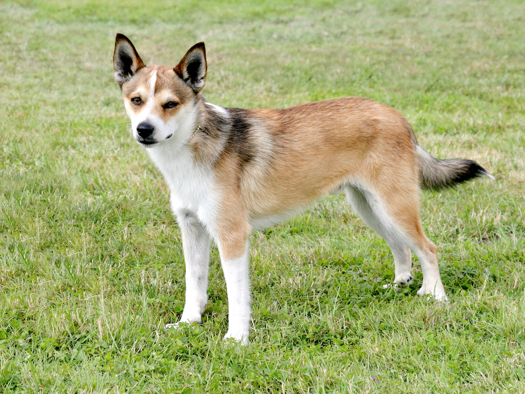 Norsk Lundehund - charakter