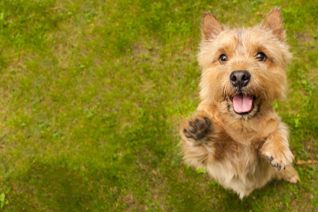 Norwich Terrier - charakter