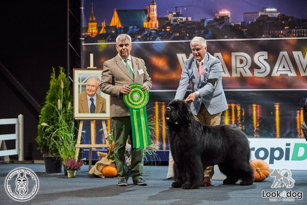 Nowofundland - hodowle