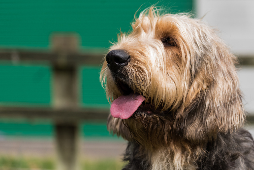 Otterhound - charakter