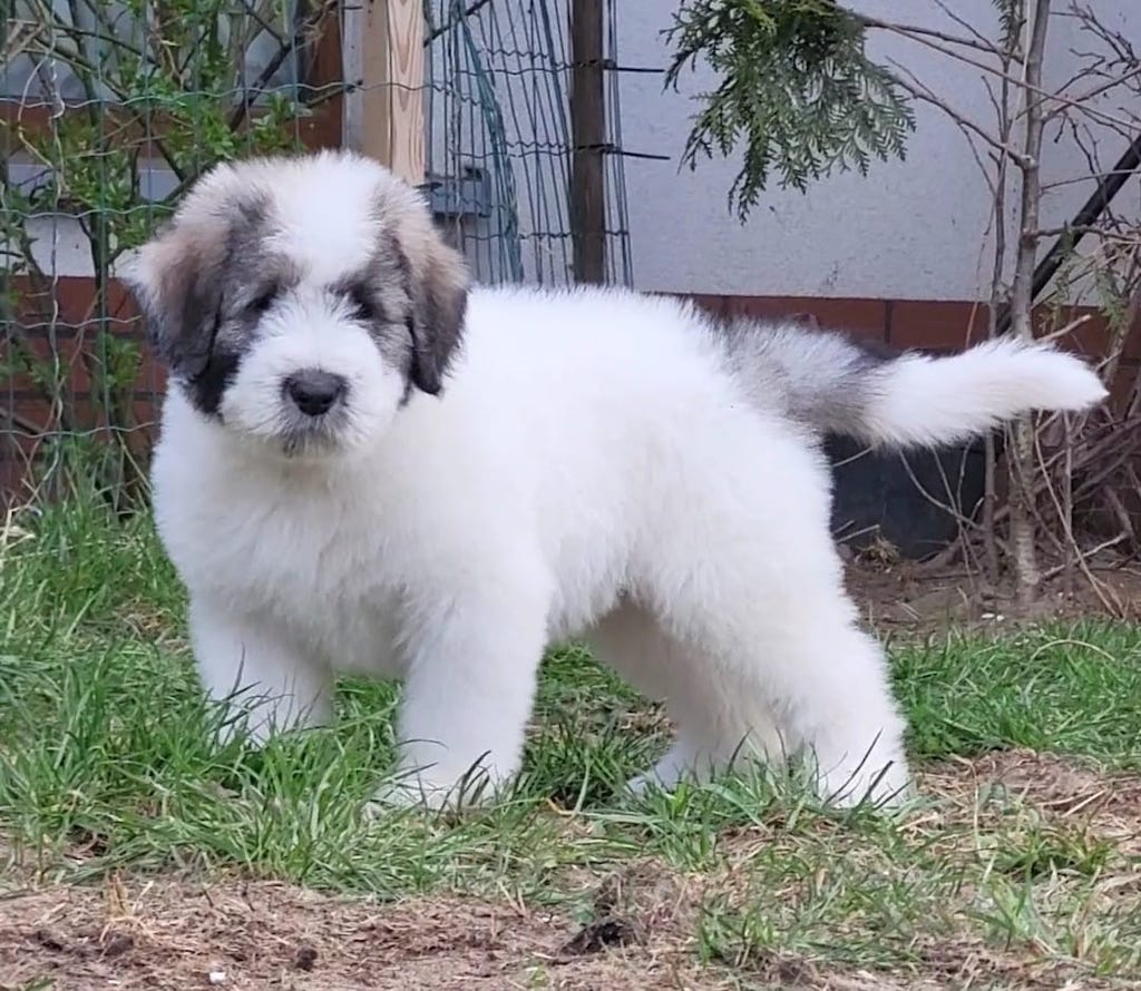 Owczarek Rumiński Mioritic - hodowla