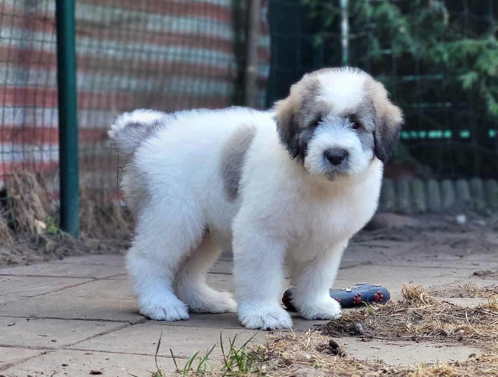 Owczarek Rumiński Mioritic - szczeniaki